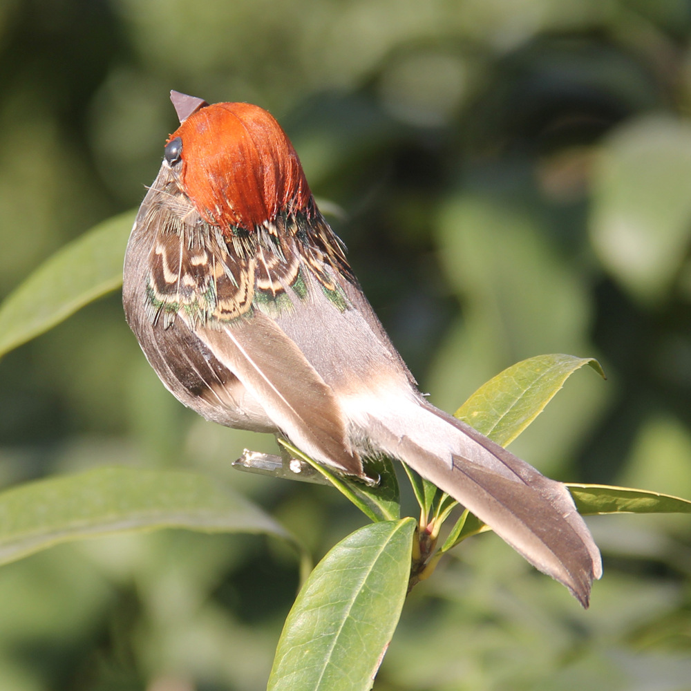 2Pcs Hot Feather Bird Imitatio - Smart Garden Ai 评论和价格